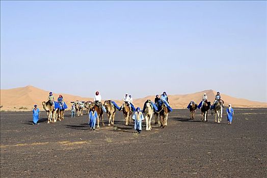 骆驼,岩石,沙漠,背景,却比沙丘,梅如卡,摩洛哥