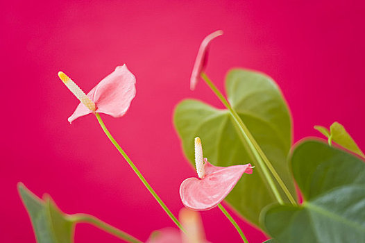 花烛属植物