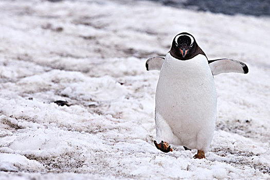 巴布亚企鹅,走,南极半岛,南极