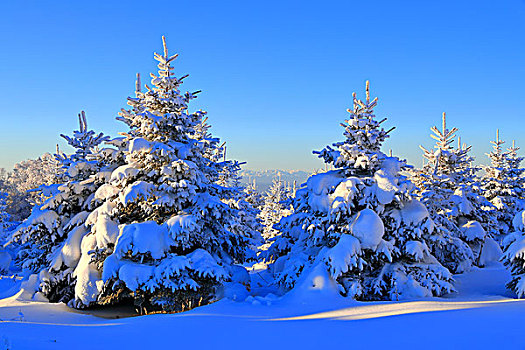 吉林省仙峰国家森林公园雪景