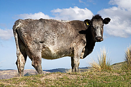 母牛,靠近,奥塔哥,南岛,新西兰