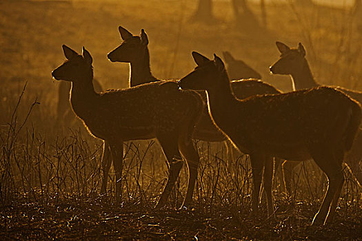 逆光,牧群,雌性,斑点,鹿,轴,花鹿,站立,警惕,树林,黎明,拉贾斯坦邦,国家公园,印度,亚洲