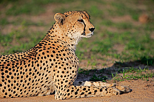 印度豹,猎豹,成年,卧,地上,沙子,禁猎区,克鲁格国家公园,南非,非洲