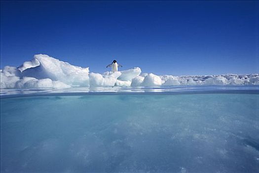 阿德利企鹅,水中,冰,边缘,南极