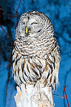 横斑林鸮,睡觉,北方,艾伯塔省,加拿大