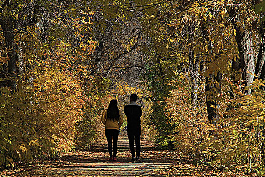 行走在金色的秋天