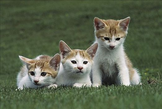 家猫,三个,相似,小猫,草地