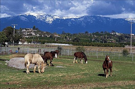 马,哺乳动物,山谷,加利福尼亚,美国,北美,牲畜,农事,动物