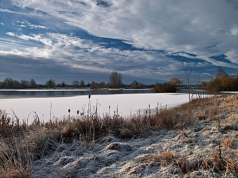 英格兰,威尔特,靠近,雪,遮盖,野鸭,湖,一个,三个,荒野,农场,自然保护区,稀有