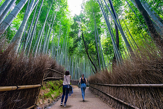 日本京都嵯峨野岚山竹林风光