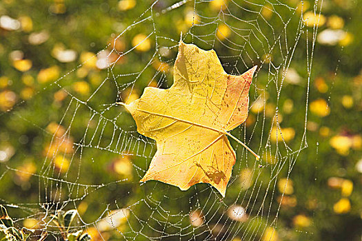 秋叶,蜘蛛网