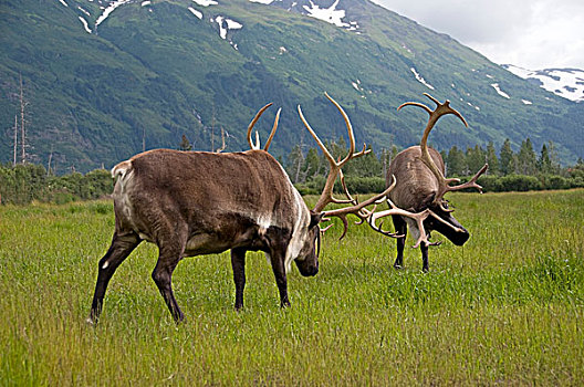 北美驯鹿,两个,成年,争斗,阿拉斯加,美国