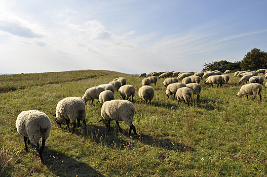 绵羊,草场,山