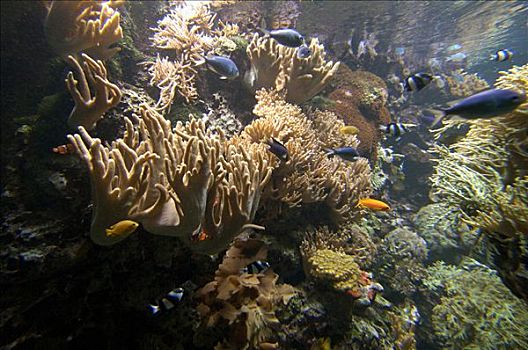 热带,珊瑚礁