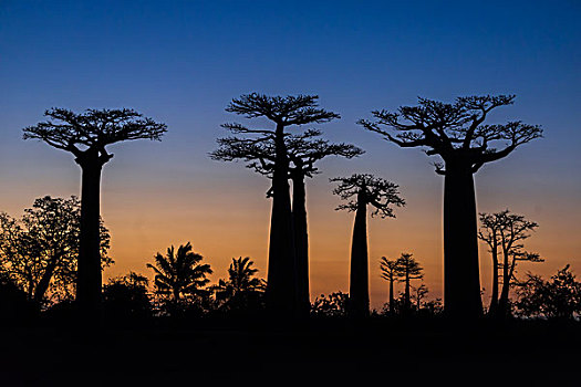 道路,猴面包树,非洲,日落,穆龙达瓦,马达加斯加