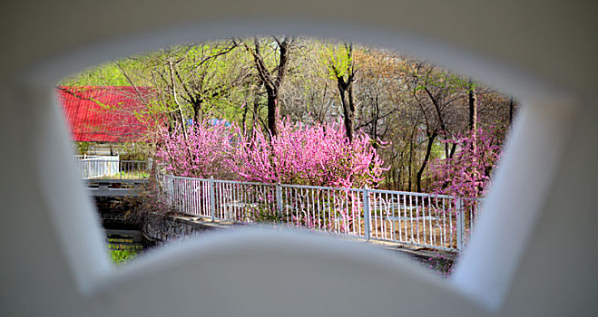 大庆市,春花,烂漫