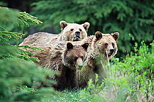 大灰熊,棕熊,母兽,幼兽,加拿大西部