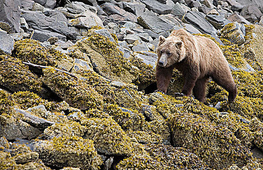 大灰熊,棕熊,女性,觅食,退潮,卡特麦国家公园,阿拉斯加
