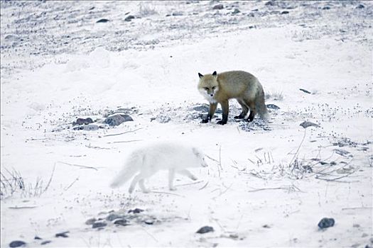 红狐,狐属,北极狐,剩饭,苔原,北极
