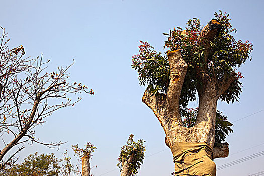 蜡,树,城堡,顶峰,新界,香港