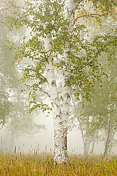 桦树,雾,桑德贝,安大略省,加拿大