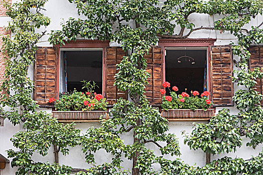 花箱,窗台,哈尔斯塔特,萨尔茨卡莫古特,奥地利