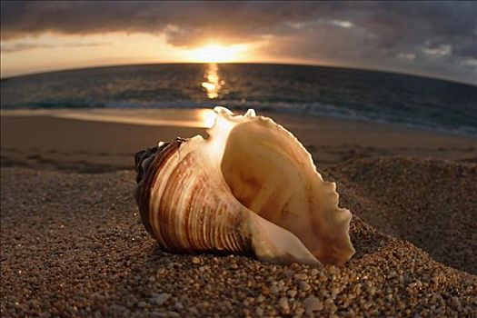夏威夷,瓦胡岛,北岸,海螺壳,放入,沙子,日落,后面