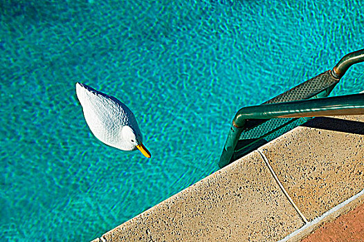 塑料鸭子,漂浮,游泳池,小,波纹