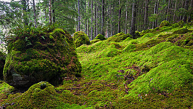 石头,苔藓,瑞典