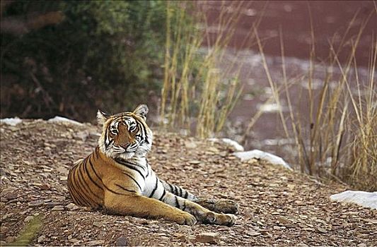 虎,休息,堤岸,小,湖,伦滕波尔国家公园,拉贾斯坦邦,印度,亚洲,动物