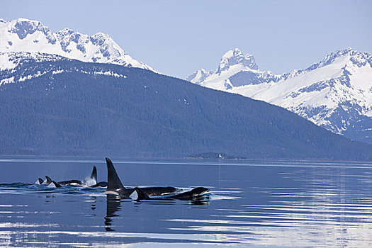 阿拉斯加,逆戟鲸,鲸,表面,运河,奇尔卡特山脉,远景