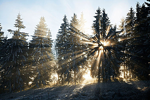 太阳光线,云杉,树林,冬天,巴登符腾堡,德国,欧洲