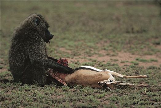 东非狒狒,汤氏瞪羚,塞伦盖蒂国家公园,坦桑尼亚