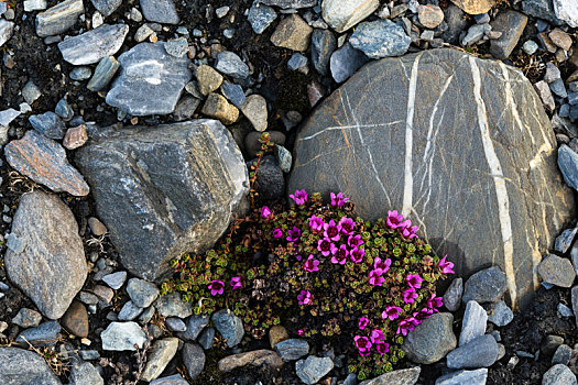 紫色,虎耳草属植物,花,石头,湾,斯匹次卑尔根岛,斯瓦尔巴特群岛,挪威