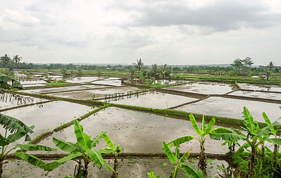 稻田,爪哇