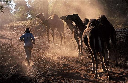 灰尘,亮光,骆驼,单峰骆驼,澳大利亚,动物