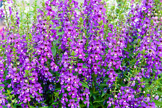 勿忘我花的真实图片(为什么送花不能送勿忘我)