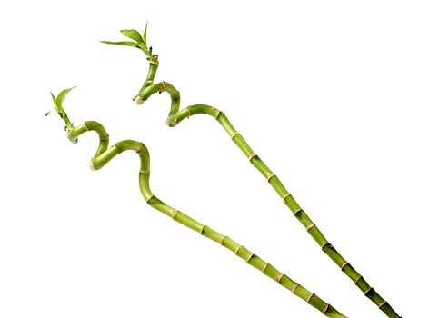 竹子,茎