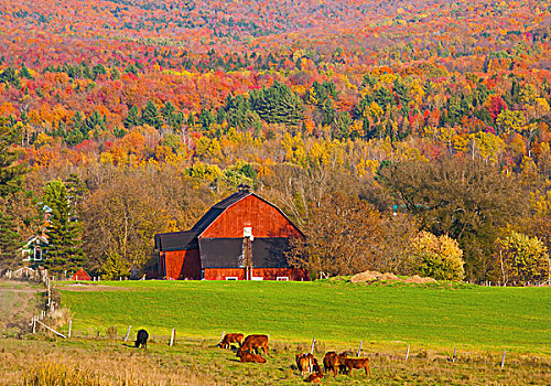 围绕,秋色,萨顿,魁北克,加拿大