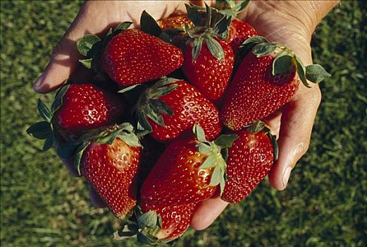 草莓,草莓属,收集,种植,全球
