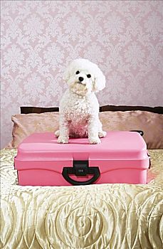 狗,坐,手提箱