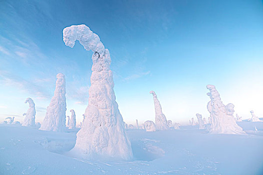 积雪,松树,国家公园,拉普兰,芬兰,欧洲