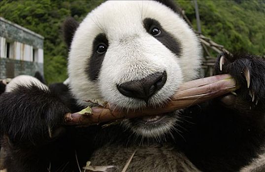 大熊猫,特写,幼兽,熊猫,学习,吃,竹子,中国,研究中心,卧龙自然保护区