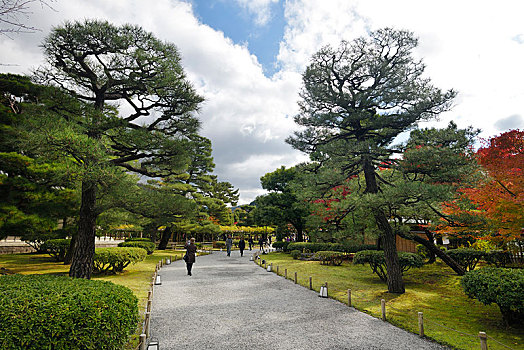 花园,老,黑色,松树,庙宇,京都府,日本,亚洲