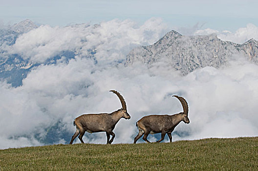 野山羊,施蒂里亚,奥地利,欧洲