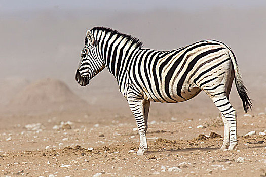 平原斑马,埃托沙国家公园,纳米比亚,非洲