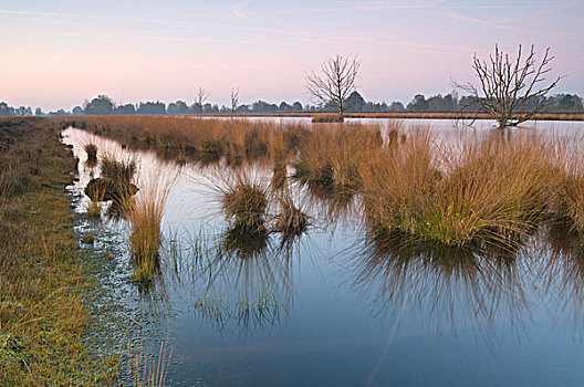 水,伐木,区域,自然保护区,荷兰,欧洲
