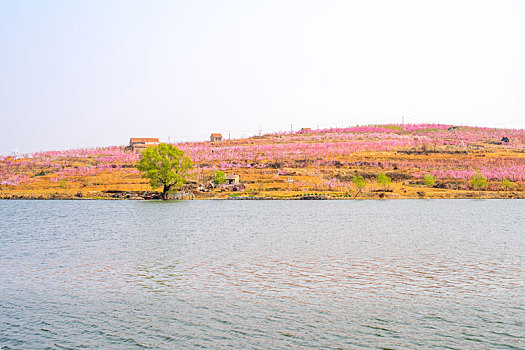 山东蒙阴桃花