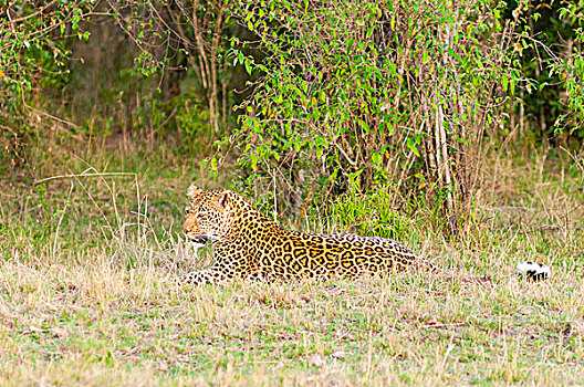 豹,马赛马拉国家保护区,肯尼亚