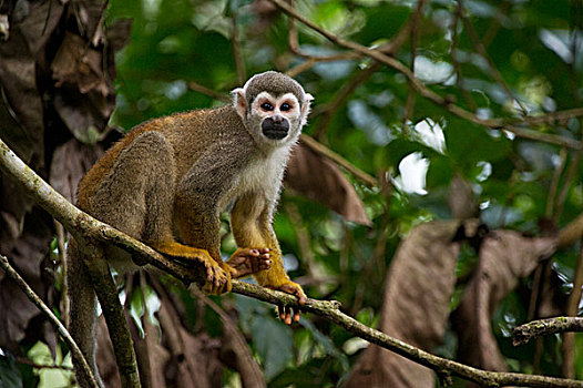 南美,松鼠猴,国家公园,亚马逊河,厄瓜多尔